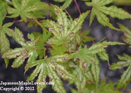 Acer palmatum Peaches and Cream Acer palmatum Peaches and Cream