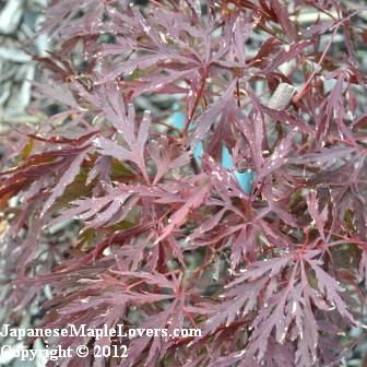 Acer palmatum Red Dragon Acer palmatum Red Dragon