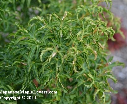 Acer palmatum Shishigashira Acer palmatum Shishigashira
