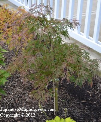 Acer palmatum dissectum Orangeola Acer palmatum dissectum Orangeola