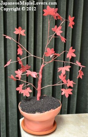 Japanese Maple Birthday Cake Japanese Maple Birthday Cake