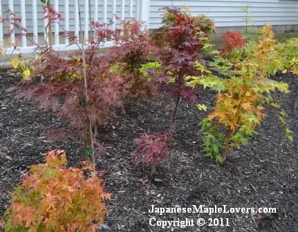 Japanese Maple Garden Japanese Maple Garden