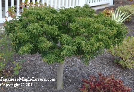 Japanese Maple Lion's Head Japanese Maple Lion's Head