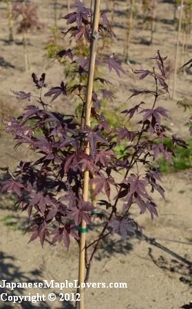Japanese Maple Moonfire Japanese Maple Moonfire
