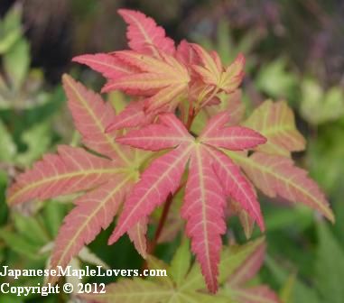 Japanese Maple Orange Dream Japanese Maple Orange Dream