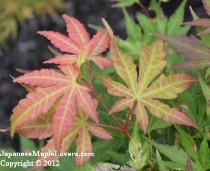 Japanese Maple Orange Dream Japanese Maple Orange Dream