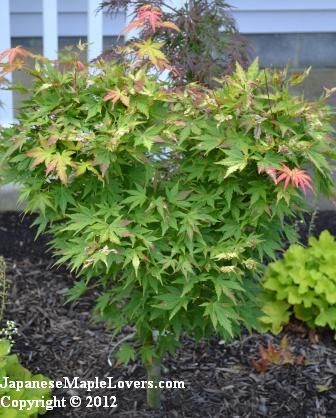 Japanese Maple Orange Dream Japanese Maple Orange Dream