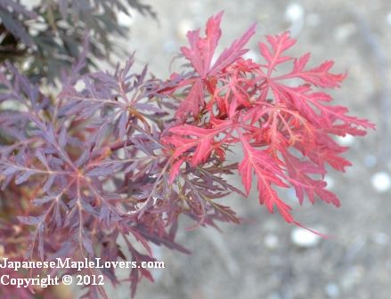 Japanese Maple Orangeola Japanese Maple Orangeola