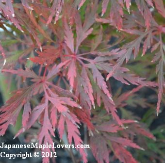 Japanese Maple Orangeola Japanese Maple Orangeola