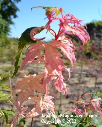 Japanese Maple Orida Nishiki Japanese Maple Orida Nishiki
