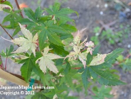 Japanese Maple Orido Nishiki Variegated Japanese Maple Orido Nishiki Variegated