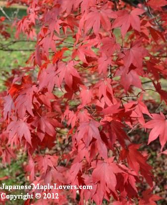 Japanese Maple Oshio Beni Japanese Maple Oshio Beni