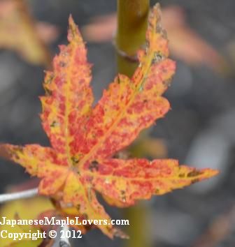 Japanese Maple Peaches and Cream Japanese Maple Peaches and Cream