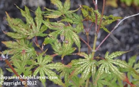 Japanese Maple Peaches and Cream Japanese Maple Peaches and Cream