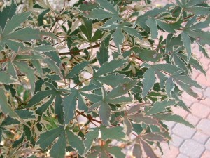 Butterfly Maple