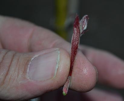 Japanese Maple Bud Japanese Maple Bud
