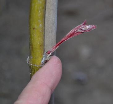Japanese Maple Bud Japanese Maple Bud