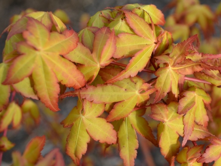 Orange Japanese Maple Orange Japanese Maple