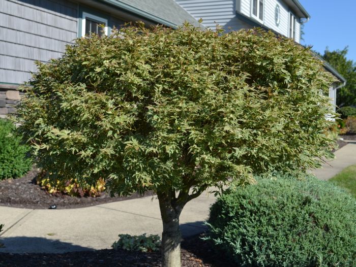 Butterfly Japanese Maple