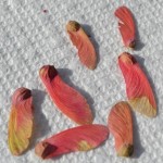 Japanese Maple Seeds