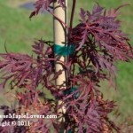 Lace Leaf Weeping Japanese Maple Ever Red