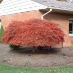 Laceleaf Japanese Red Maple