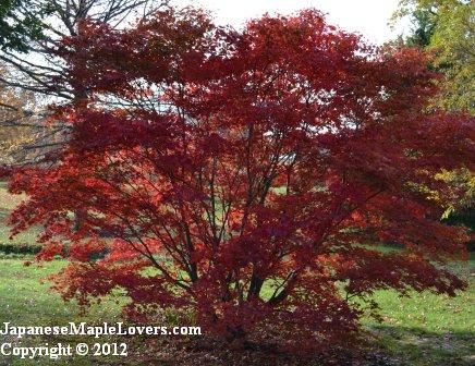 Oshio Beni Japanese Maple