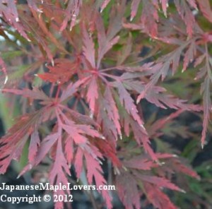 Japanese Maple Orangeola   Japanese Maple Orangeola 5 300x296 