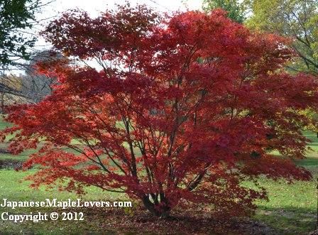 Oshio Beni Japanese Maple