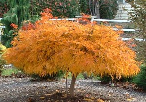 "Waterfall" Weeping Japanese Maple