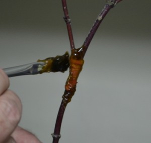Applying grafting wax to a Japanese maple graft.